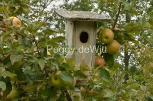 Birdhouse-Apples-Green-3105.jpg