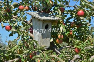 Birdhouse Apples Red #3106