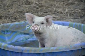 Pig-In-Pool-3766