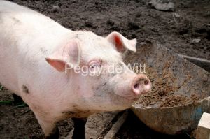 Pig-Trough-3767.jpg