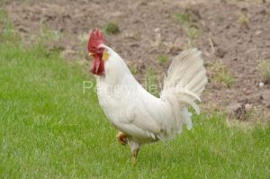 Chicken White Rooster #3545