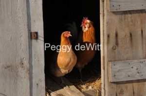 Chickens-Brown-2773.JPG