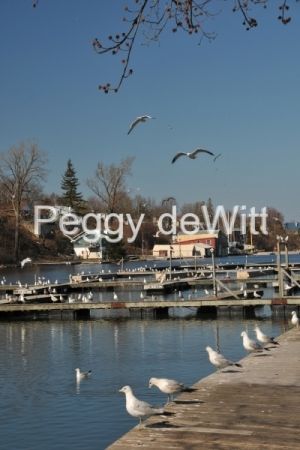 Picton-Harbour-Seagulls-Spring-v-3310.jpg