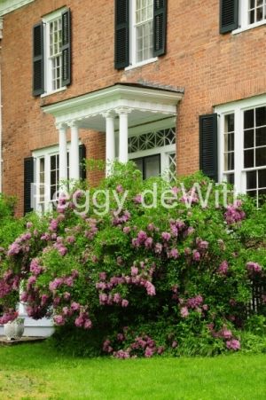 Picton-Macaulay-House-Lilacs-v-2587.JPG