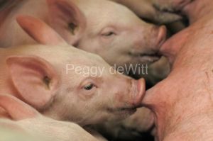 1_Piglets-Feeding-1066.JPG