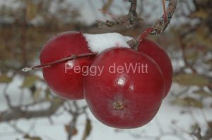 Apple-Snow-Winter-971.jpg