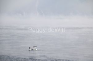 Cressy Shore Swans Misty Winter #3181