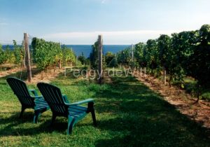 Vineyard-Chairs-328.jpg