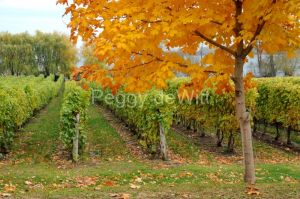 Vineyard Waupoos Fall #3444