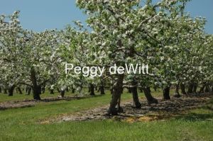 Apple Ochard Spring #1512