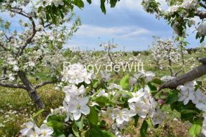 Apple-Orchard-Blooming-3051.JPG