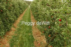 Apple-Orchard-Waupoos-Hughes-2476.JPG