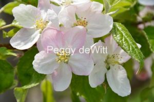 Apple-Tree-Blossom-3057.JPG