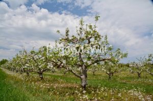 Apple-Tree-Spring-Blossoms-3123.jpg