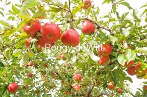 Apples on Tree #2452 (2)