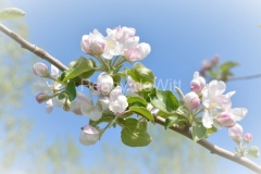 Apple-Blossoms-Vingette-3643