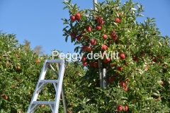 Apple-Orchard-Ladder-3054