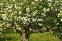 Apple-Tree-Blooming-3055