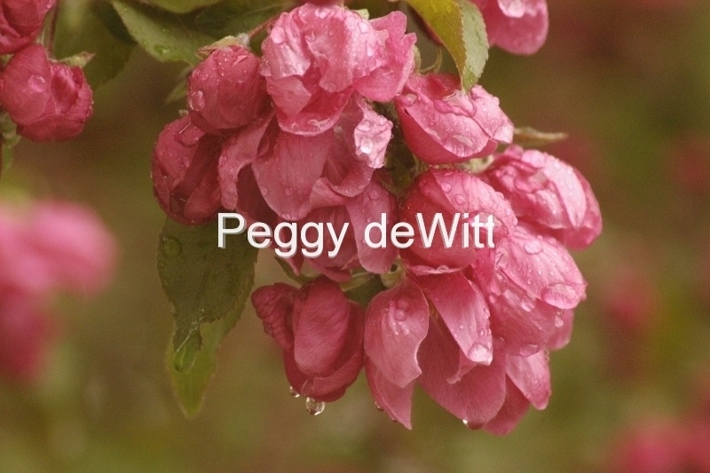 Apple Blossoms Wet #688 8x12