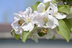 Apple-Blossoms-Bees-3642