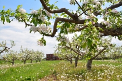 Apple Tree Blooming Boxes #3056