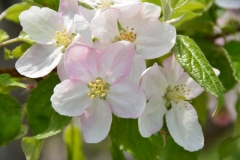 Apple Tree Blossom #3057