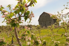 Apple Tree Cider Co Spring #2342