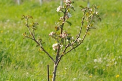 Apple Tree Sappling #2763