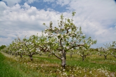 Apple Tree Spring Blossoms #3123
