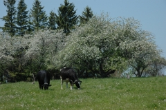 Apple Trees Cows #1801