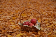 Apples Basket Fall #3058