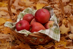 Apples Basket Fall Closeup #3059