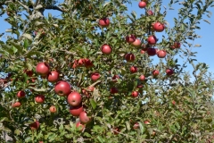 Apples Grant #3527