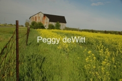 Barn-Canola-Yellow-Field-1793