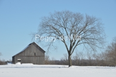 Barn-Elm-Tree-Winter-3069