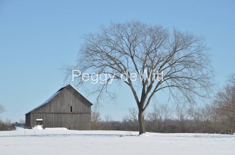 Barn Elm Tree Winter #3069
