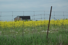 Barn Canola Field #1797