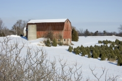 Barn Christmas Trees Winter #970