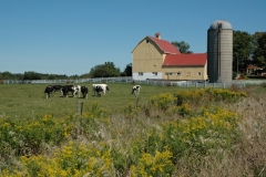 Barn Cows Goldenrod #2765