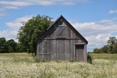 Barn Daisy Field #3062