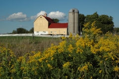 Barn Goldenrods #643