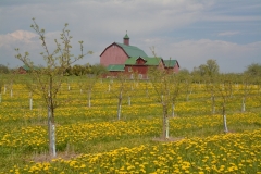 Barn Henrys Dandelions #3070