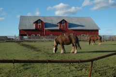 Barn Horse Napanee #2854