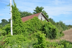 Barn Ivy #2911