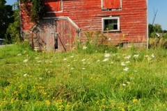 Barn McKenzie Lane (v) #2456