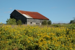 Barn Milford Fall #727