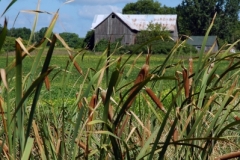 Barn Near Picton (v) #740