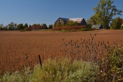 Barn Picton Fall #3166