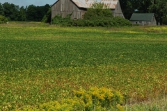 Barn Picton (v) #1804