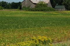 Barn Picton (v) #1804